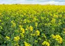 <em class="placeholder">Champ de colza en fleur. Avril 2024 dans le nord de l&#039;Eure-et-Loir</em>