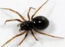 <em class="placeholder">L&#039;araignée «Erigone atra» est une grande consommatrice de pucerons.</em>