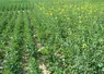 <em class="placeholder">Parcelle de variétés de colza aux précocités à floraison différentes. </em>