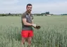 <em class="placeholder">Nicolas Dervier, agriculteur de Côte d&#039;Or dans un champ de blé avec du produit organique composté dans ses mains.</em>