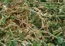 <em class="placeholder">Dégâts de grêle sur pois de conserve dans la Somme. accident climatique sur une culture de protéagineux. perte de rendement. sinistre dû à un phénomène naturel. ...</em>