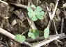 <em class="placeholder">Plante adventice  . Geranium au stade plantule. Mauvaises herbes des cultures .</em>