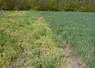 <em class="placeholder">Sur une variété sensible (à gauche ici), la JNO peut faire perdre jusqu’à 30 % du rendement de l’orge d’hiver en cas de forte infestation de pucerons vecteurs.</em>