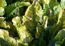 <em class="placeholder">Symptômes de jaunisse virale sur des feuilles de betterave sucrière. </em>