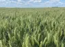 <em class="placeholder">Parcelle de blé tendre avec présence de ray-grass en juin 2025 dans le Pas-de-Calais</em>