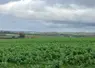 Parcelle de fèverole en Charente.
