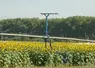 <em class="placeholder">Rampe d'irrigation dans une parcelle de tournesol dans le Lot-et-Garonne. </em>