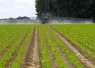 <em class="placeholder">Cultures / traitement dÃ©herbant sur champ de betteraves / pulvÃ©risateur et rampe / application d'un produit phytosanitaire / buses / utilisation de pesticides / ...</em>