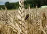<em class="placeholder">Epi de blé avec sclérote d'ergot.</em>