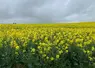 Parcelle de colza en fleur.