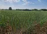 Parcelle de maïs dans le Sud-Ouest