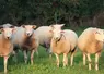 <em class="placeholder">moutons avec des clochettes autour du cou</em>