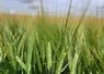 <em class="placeholder">L'orge brassicole LG Allegro obtient la reconnaissance de la filière brasserie-malterie pour sa capacité à répondre aux exigences de cette industrie.</em>