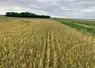 <em class="placeholder">Parcelle de céréales bio.</em>