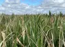 <em class="placeholder">Des maïs présentent une proportion de feuillage brûlé telle que la production de grains est très compromise. Des parcelles sont ensilées.</em>
