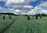 Essais blé tendre en Charente.