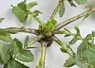 <em class="placeholder">La présence de larves d'altise peut se voir au travers de marques sur les plantes, comme des trous sur les pétioles.</em>