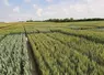 <em class="placeholder">Champs d'essais blé tendre conduits par LG Seeds France.</em>