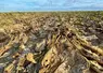 <em class="placeholder">Sur des parcelles sans irrigation, la production de racine a été très perturbée avec le dessèchement précoce du feuillage, comme ici dans le Gâtinais (Loiret).</em>