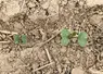 <em class="placeholder">L'insecticide Minecto Gold est utilisable dès le stade "1 feuille" du colza cet automne, pour lutter contre les adultes d'altises.</em>