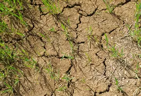 mai 2022. Culture d'orge de printemps pénalisée par un temps sec dans le sud Seine-et-Marne