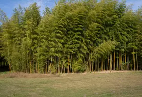 La société Horizom estime une rémunération brute de 3 500 euros/ha pour une bambousaie adulte.