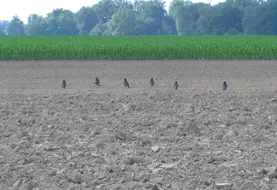 Le décalage de semis de maïs ou de tournesol augmente le risque d'attaques importantes de pigeons et corvidés.