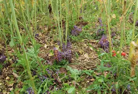L'orobanche rameuse est une plante qui parasite les racines du colza, réduisant à néant les rendements sur les variétés sensibles.