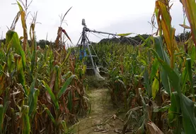 Au delà d'une humidité à 45 % des grains, une irrigation n'est pratiquement jamais valorisée.