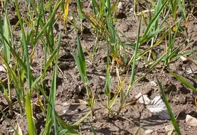 Sur blé, la carence en phosphore se traduit par une forte réduction de croissance et de tallage des plants ainsi que par un jaunissement des feuilles âgées.