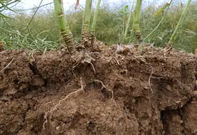 Les crucifères (moutardes, radis…) ont un système racinaire pivotant intéressant d’un point de vue structuration du sol mais elles sont sensibles aux sols compactés ...