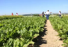 IMG_1810 / Betterave dans la Somme. expérimentation, visite d'essai