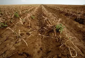 Pomme de terre / gros plan des rangs après défanage et avant arrachage / fanes