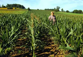 Agriculteur multiplicateur dans une parcelle de maïs semence. 