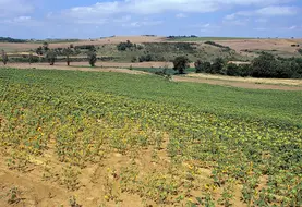 <em class="placeholder">Culture de tournesol soufrant de la sécheresse.</em>