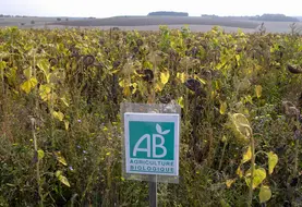 Parcelle de tournesol bio en Touraine.