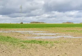 Blé inondé.