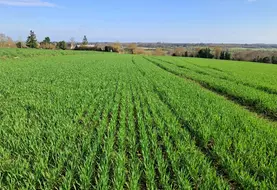 <em class="placeholder">Blé tendre début montaison sur une parcelle saine en Maine-et-Loire, mars 2025</em>