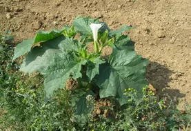 <em class="placeholder">Plante de datura stramoine en fleur. </em>