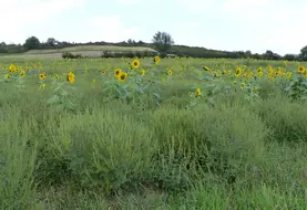 <em class="placeholder">Parcelle de tournesol infestée d&#039;ambroisie dans l&#039;Allier.</em>