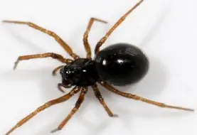 <em class="placeholder">L&#039;araignée «Erigone atra» est une grande consommatrice de pucerons.</em>