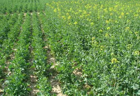<em class="placeholder">Parcelle de variétés de colza aux précocités à floraison différentes. </em>