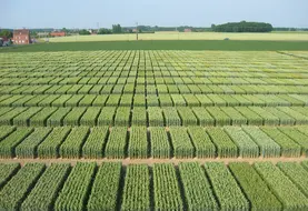 <em class="placeholder">Plateformes d’essais de variétés de blé tendre. </em>