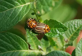 <em class="placeholder">2 doryphores adulte sur feuille de pomme de terre</em>