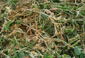 <em class="placeholder">Dégâts de grêle sur pois de conserve dans la Somme. accident climatique sur une culture de protéagineux. perte de rendement. sinistre dû à un phénomène naturel. ...</em>