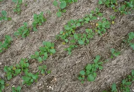 <em class="placeholder">I M G _ 4 1 9 2 /  levée d&#039;un colza implanté en semis direct, stade premières feuilles, automne, non travail du sol, résidus de culture,  oléagineux.</em>