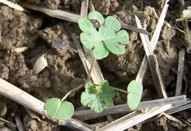 <em class="placeholder">Plante adventice  . Geranium au stade plantule. Mauvaises herbes des cultures .</em>