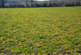 <em class="placeholder">La JNO est transmise sur orge par des pucerons à l&#039;automne. Elle s&#039;exprime par un jaunissement et un nanisme des plants.</em>