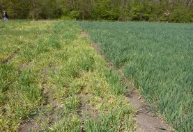 <em class="placeholder">Sur une variété sensible (à gauche ici), la JNO peut faire perdre jusqu’à 30 % du rendement de l’orge d’hiver en cas de forte infestation de pucerons vecteurs.</em>