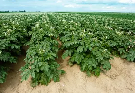 <em class="placeholder">Pomme de terre : l’augmentation rapide des surfaces fait-elle peser un risque sur la filière ?</em>